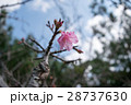 寒緋桜 28737630
