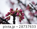 寒緋桜 28737633