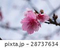 寒緋桜 28737634