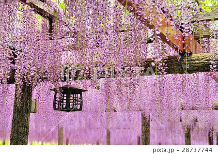 愛知県津島市天王川公園の藤棚の写真素材