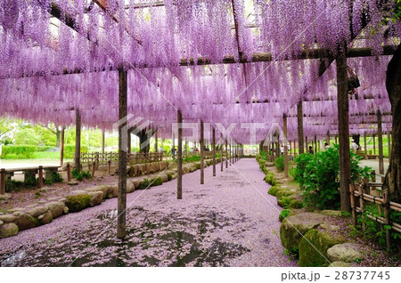 愛知県津島市天王川公園の藤棚 28737745
