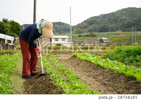畑仕事をする日本人の高齢者の写真素材