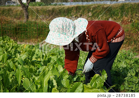 畑仕事をする日本人の高齢者の写真素材