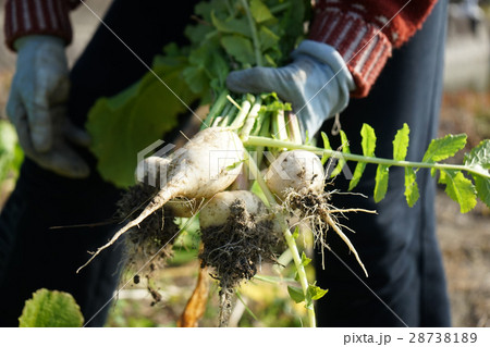 畑仕事をする日本人の高齢者 28738189