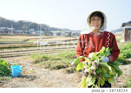 野菜を採る高齢者の女性 28738234
