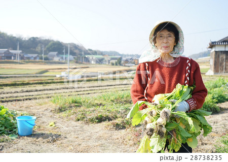 野菜を採る高齢者の女性 28738235