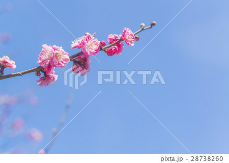 八重咲きの赤い梅の花 28738260