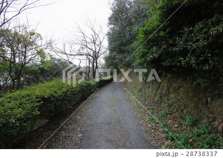 愛媛県八幡浜市 諏訪崎 遊歩道 愛媛県八幡浜市 諏訪崎 遊歩道 28738337