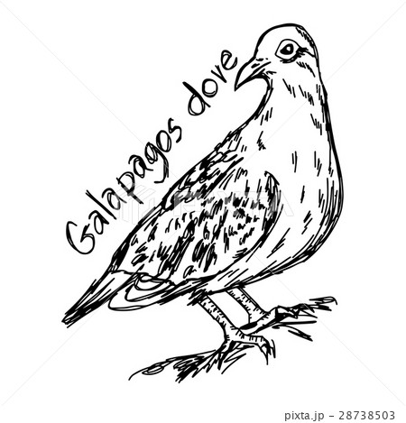 Galapagos dove - vector illustration sketch  28738503