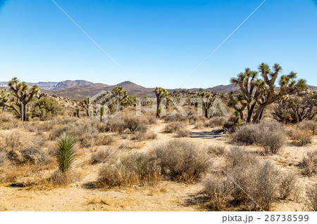 Joshua Tree National Park 28738599