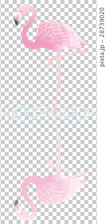 火烈鳥與一隻腳站立 火烈鳥與一隻腳站立 28739020