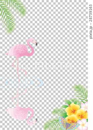 火烈鳥和海濱的風景 28739163