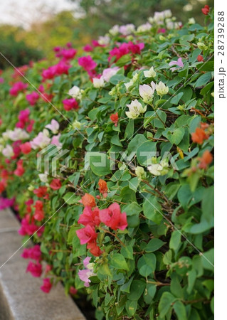 ブーゲンビリア、ブーゲンビレアの花（Bougainvillea, Bougain Villea） 28739288