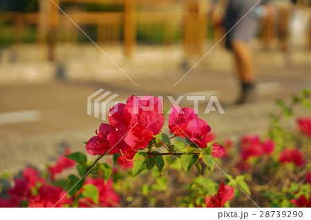 ジョギング、ランニングしている風景写真 ジョギング、ランニングしている風景写真 28739290