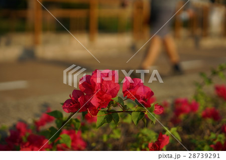 ウォーキングしている人、公園の風景写真 28739291