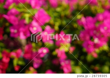 ブーゲンビリア、ブーゲンビレアの花（Bougainvillea, Bougain Villea） 28739305