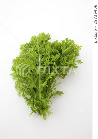 山葵菜 28739406