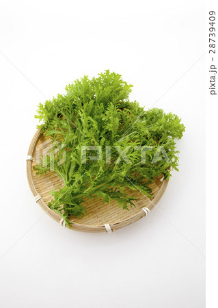 山葵菜ザル入り」 山葵菜ザル入り」 28739409