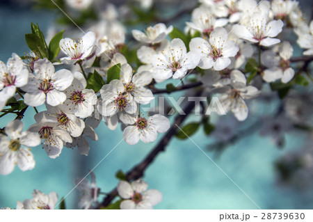 Cherry blossoms. fresh flowers on  blue background 28739630