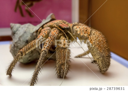 The coconut crab Birgus latro 28739631