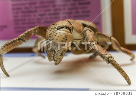 The coconut crab Birgus latro The coconut crab Birgus latro 28739632