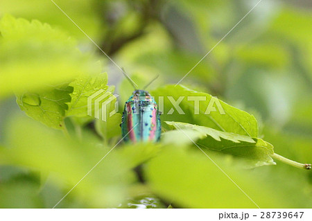 にじいろの虫 28739647