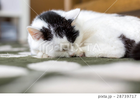 シニア猫　21歳 28739717