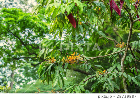 Yellow Saraca or Saraca thaipingensis 28739887