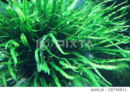 澄んだ水にそよぐ水棲植物 28740611