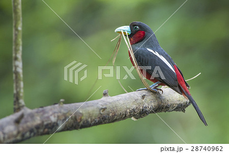 black and red broadbill 28740962