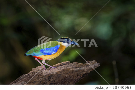 Blue winged Pitta 28740963