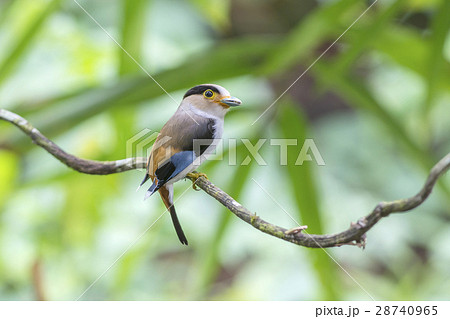 Silver-breasted Broadbill 28740965