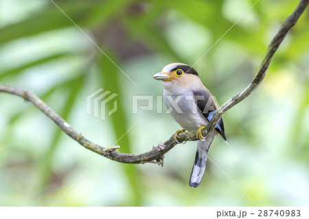 Silver-breasted Broadbill 28740983