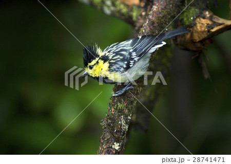 Yellow cheeked Tit 28741471