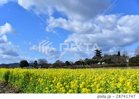 菜の花と五重塔 28741747