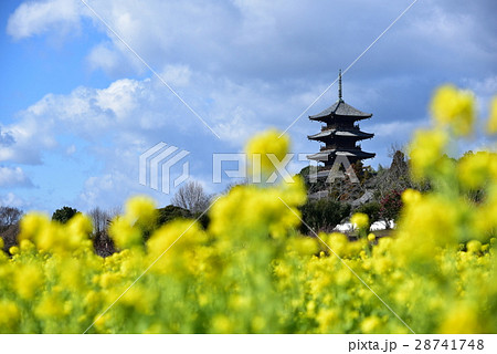 菜の花と五重塔 28741748