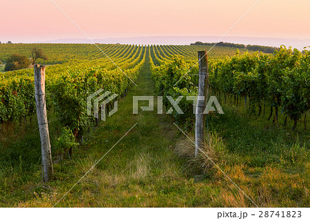 Evening view of the vineyards. Toned at sunset 28741823