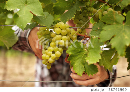 The farmer at harvest grapes 28741969
