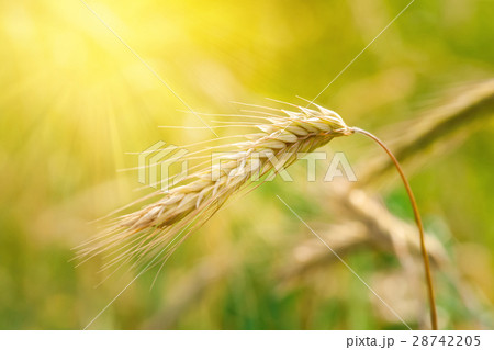 Wheat field 28742205