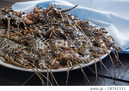 Spiny lobsters 28742331
