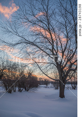 Winter sunrise with pink clouds, and trees 28743198