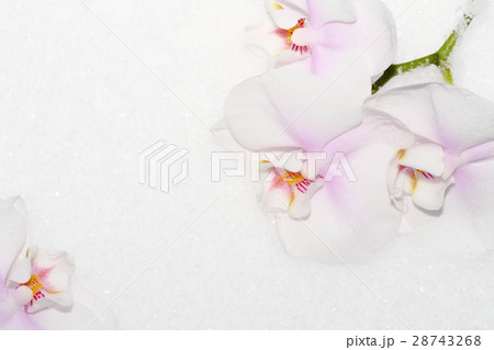 orchids 28743268