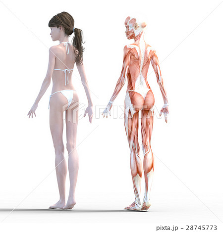 女性 解剖 筋肉 ３dcg イラスト素材のイラスト素材 28745773 Pixta