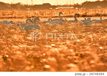 稲穂の輝き 28746364