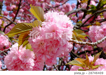 カンザンの花 28746409