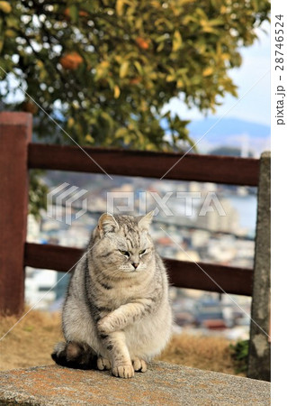 坂の上の公園で出会ったモフモフのねこ 広島県尾道市 の写真素材