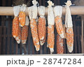 トウモロコシ 28747284