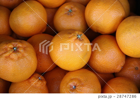 みかん(デコポン) みかん(デコポン) 28747286