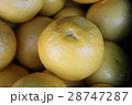 みかん(文旦) 28747287