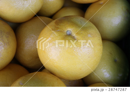 みかん(文旦) 28747287